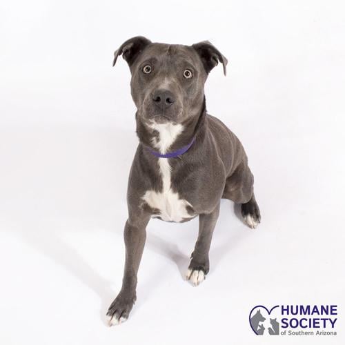 Adopt a friend: Monica