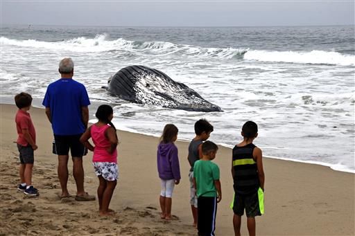Dead whale washes onto Los Angeles beach