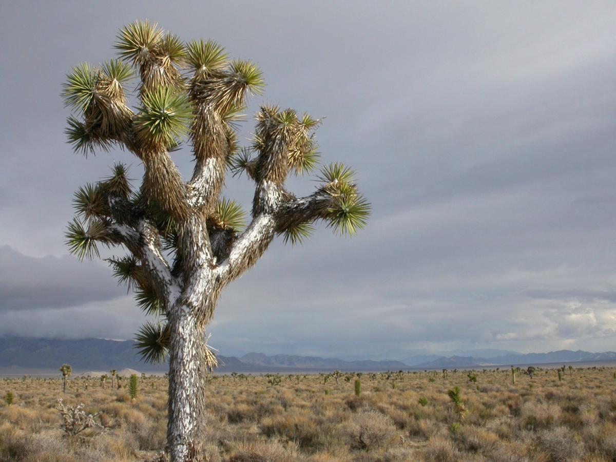 Tucson Upbringing Sends Researcher Into The Arms Of Joshua Trees Local News Tucson Com