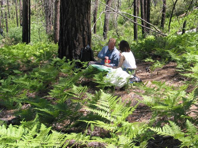 Trails on the eastern slopes of the Santa Catalina Mountains