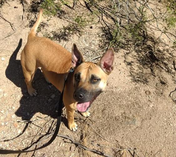 Adopt a friend: Touche