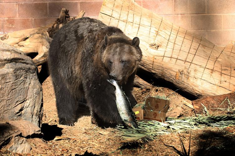 The sibling bears are close