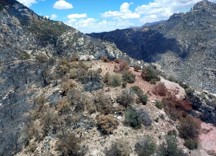 Bighorn Fire Aftermath