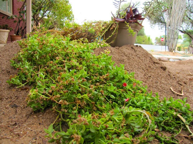 Donated cuttings