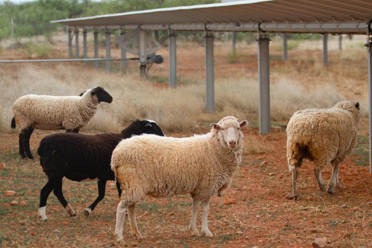 livestock landscaping