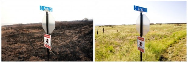 Ravaged areas bursting back to life   