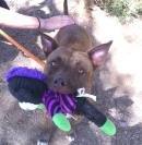 Fritz and his friend, Mocha, need a home