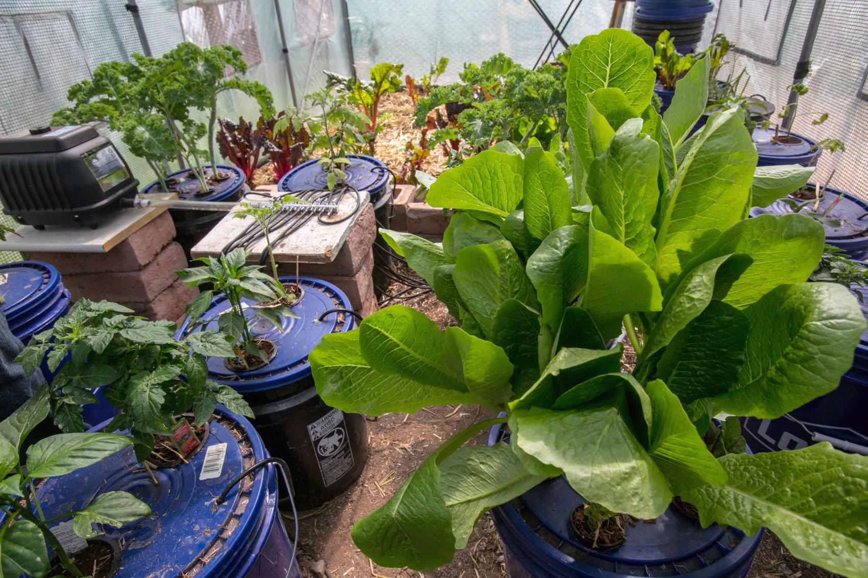 Want a challenge? Try growing greens in desert yearround