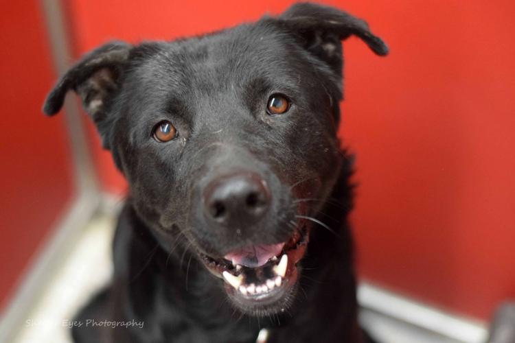 Adopt a friend: Wednesday