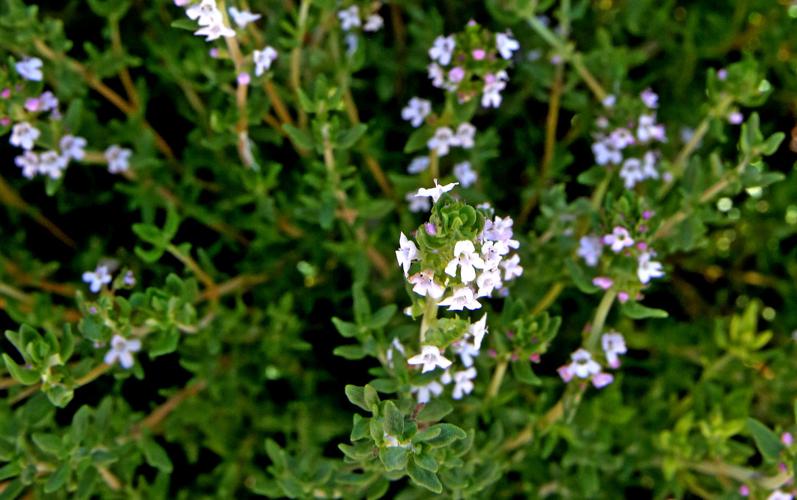 Flowering and edible plants