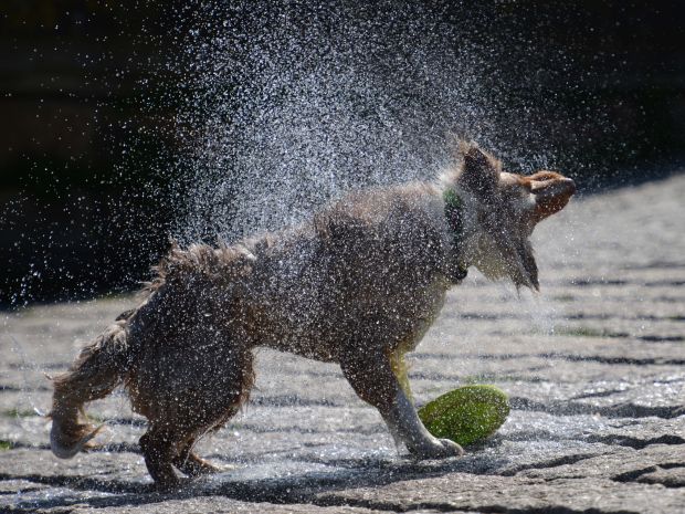 Animal shots of the week