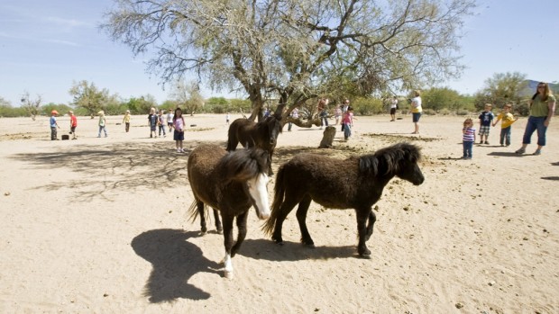 Ranch's many minis offer big-time fun    