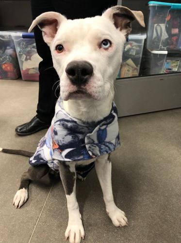 Adopt a friend: King