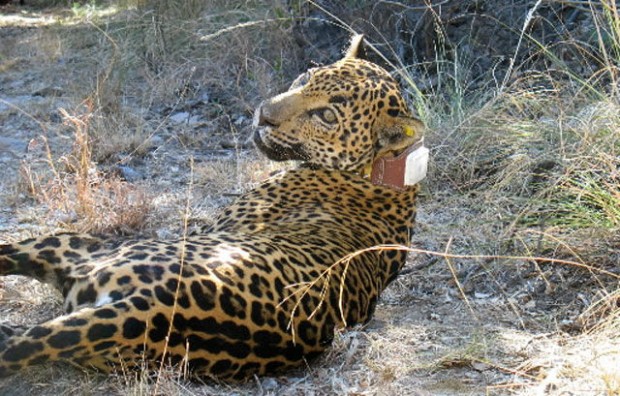 Jaguar team ceases work amid disputes, big cat's death