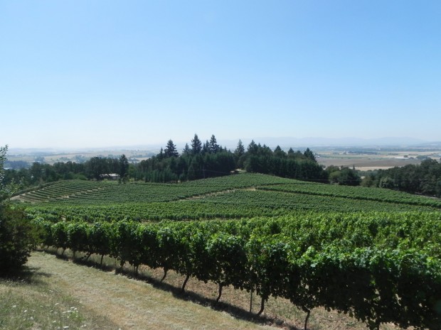 Oregon wine country: Go for the pinot noir    