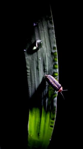 Fireflies