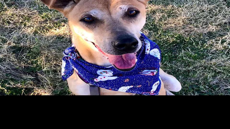 Adoptable pets in Tucson