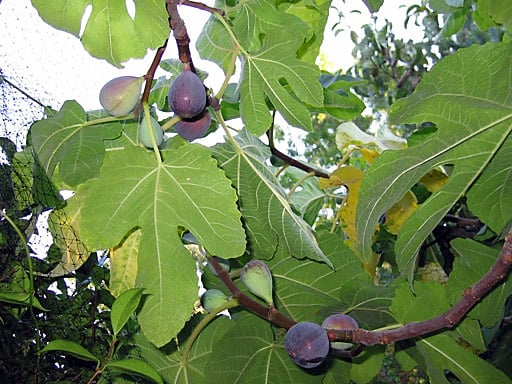 Propagating Fruit Trees