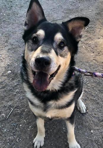 Adopt a friend: Diesel