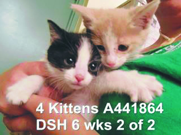 Adopt a friend    