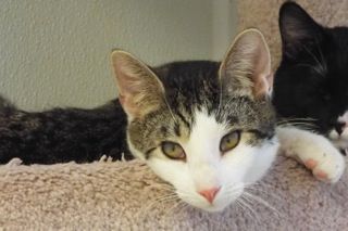 Adopt A Friend: Adobo