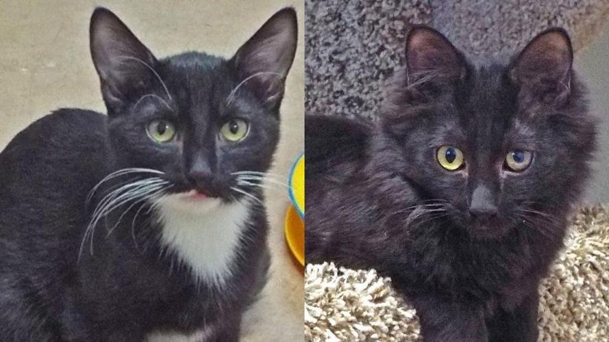 Adopt a friend: Dior and Guicci