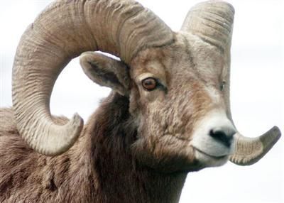 Bighorn sheep