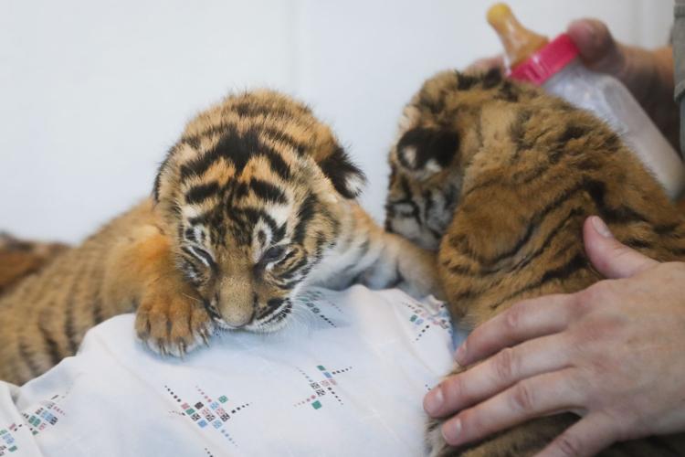 Cincinnati Zoo Tiger Cubs