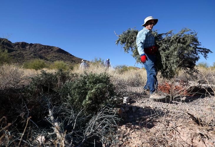 Desert restoration project