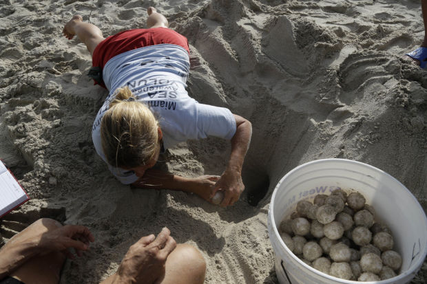 It's turtle-nesting season in Florida    