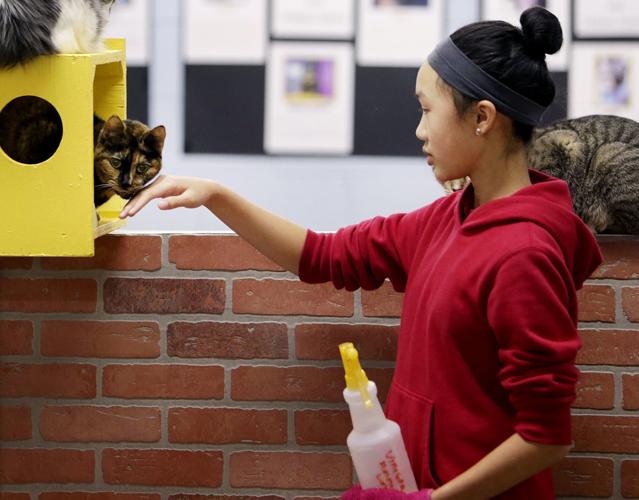 Hermitage No-Kill Cat Shelter LE