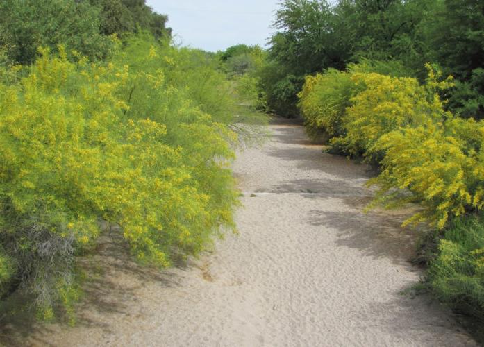 Palo verde trees along watercourse