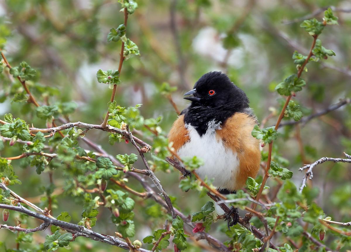 Birding the Santa Catalina Mountains