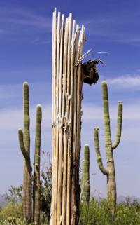 Saguaro National Park