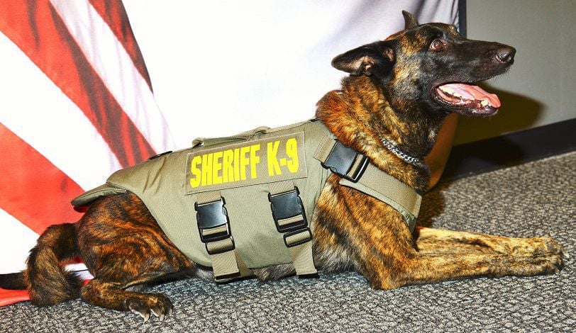 K9 protective vest