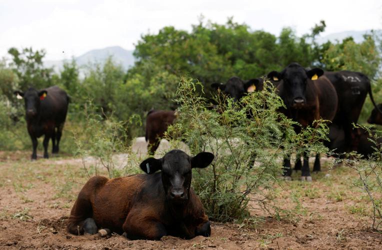 FILE PHOTO: U.S. beef sector contracts while Mexico’s expands after Washington suspends cattle trade