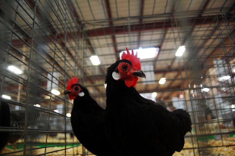 Pima County Fair's poultry show
