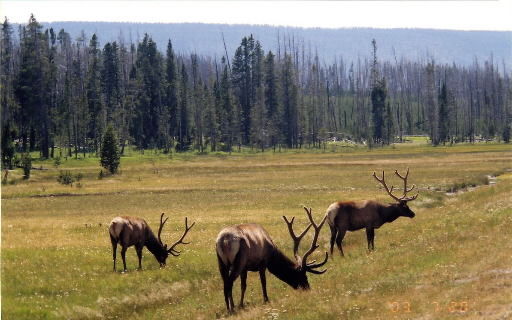 Elk