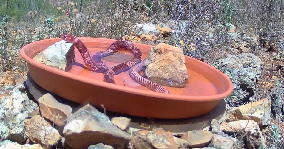 How to Set Up a Water Bowl for Backyard Wildlife