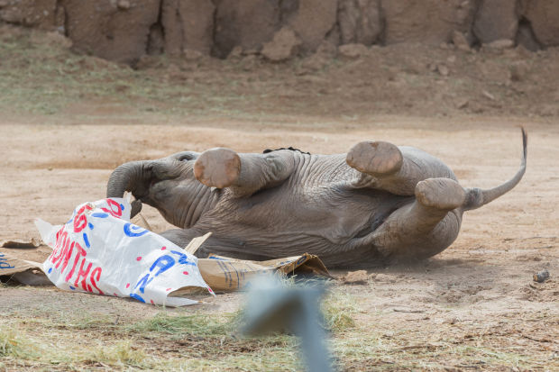 Baby elephant Nandi's party