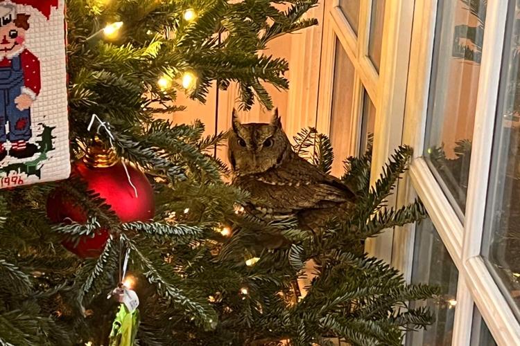 Kentucky family gets surprise in Christmas tree a baby owl