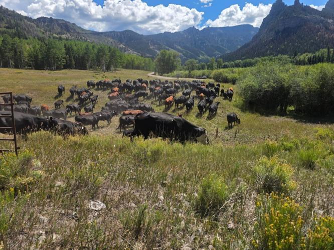 Haltered cows working the fire line Big Cimarron