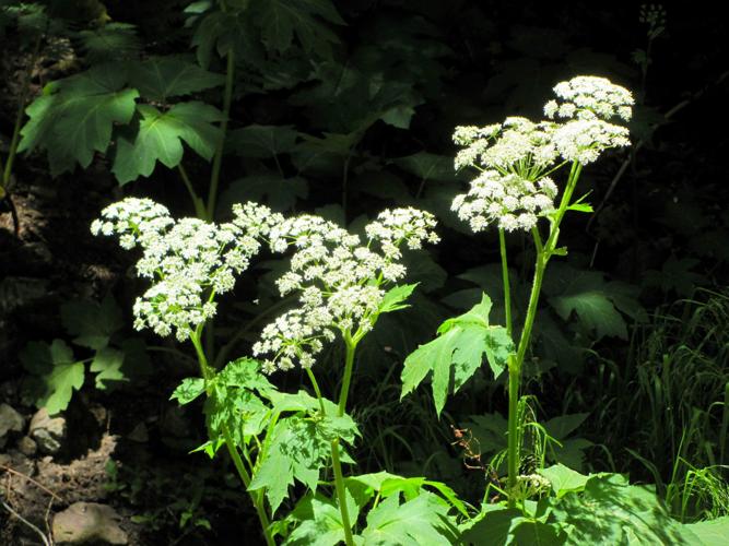 Cow parsnip