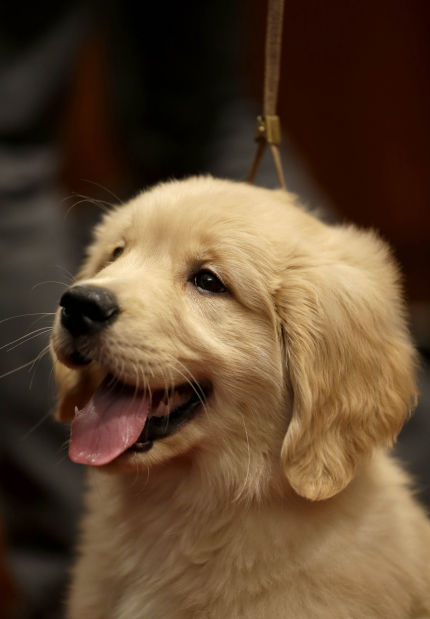 Animal shots of the week