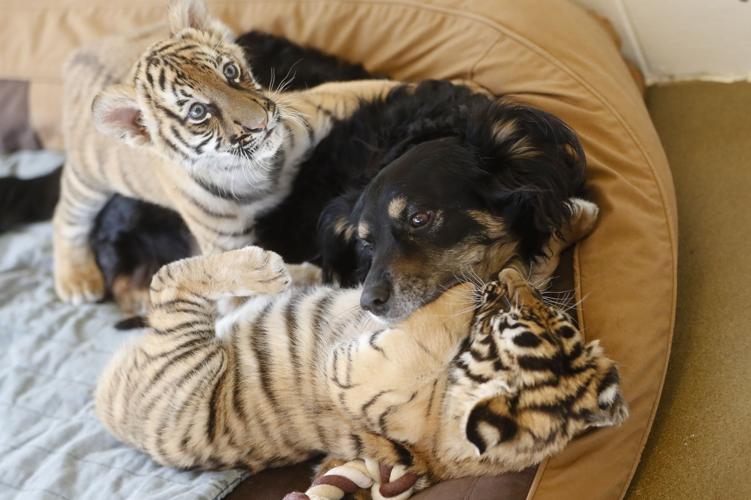 Cincinnati Zoo Tiger Cubs