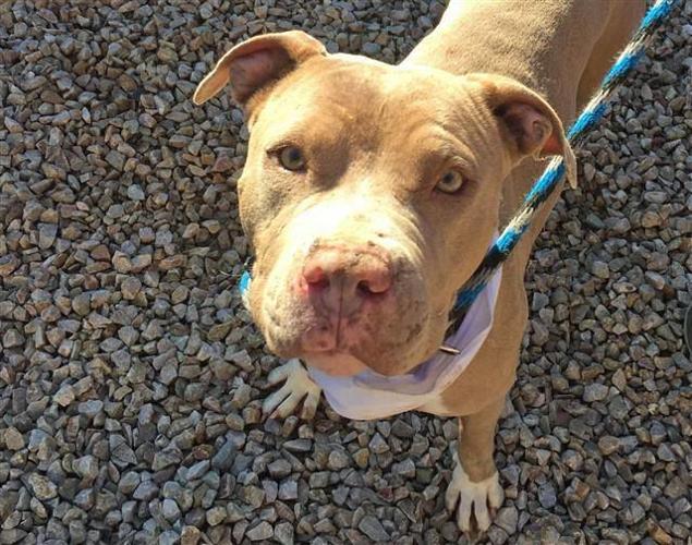 Adopt a friend: Nala