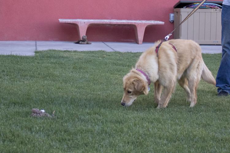 HSSA Rattlesnake Avoidance Training