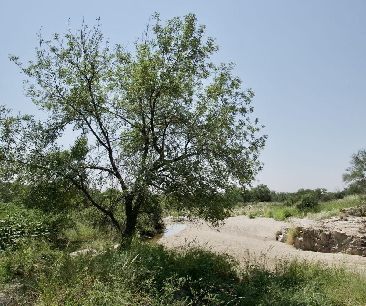 Arizona ash in wash