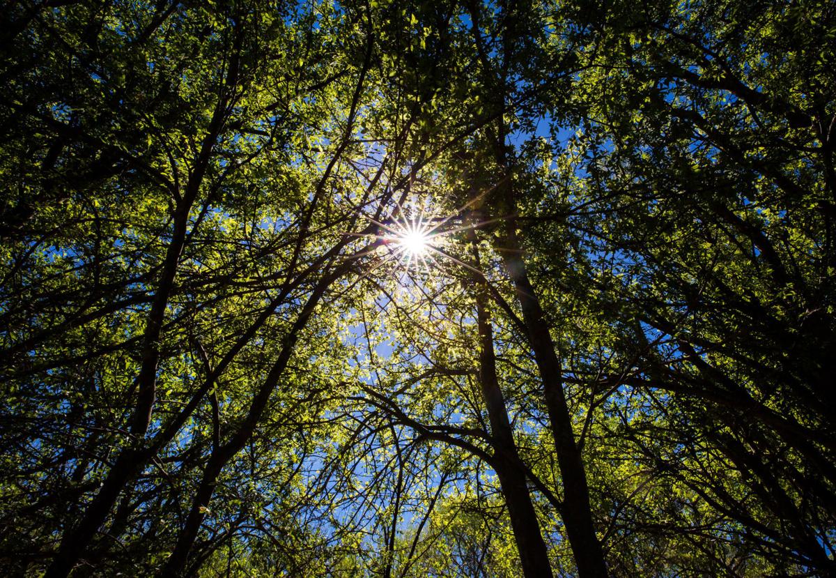 tall hackberry trees