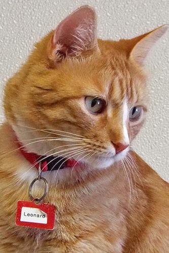 Adopt A Friend: Leonard